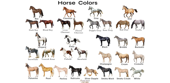 Horse Color Advanced Quiz: Identify Your Horse! - Quiz & Trivia